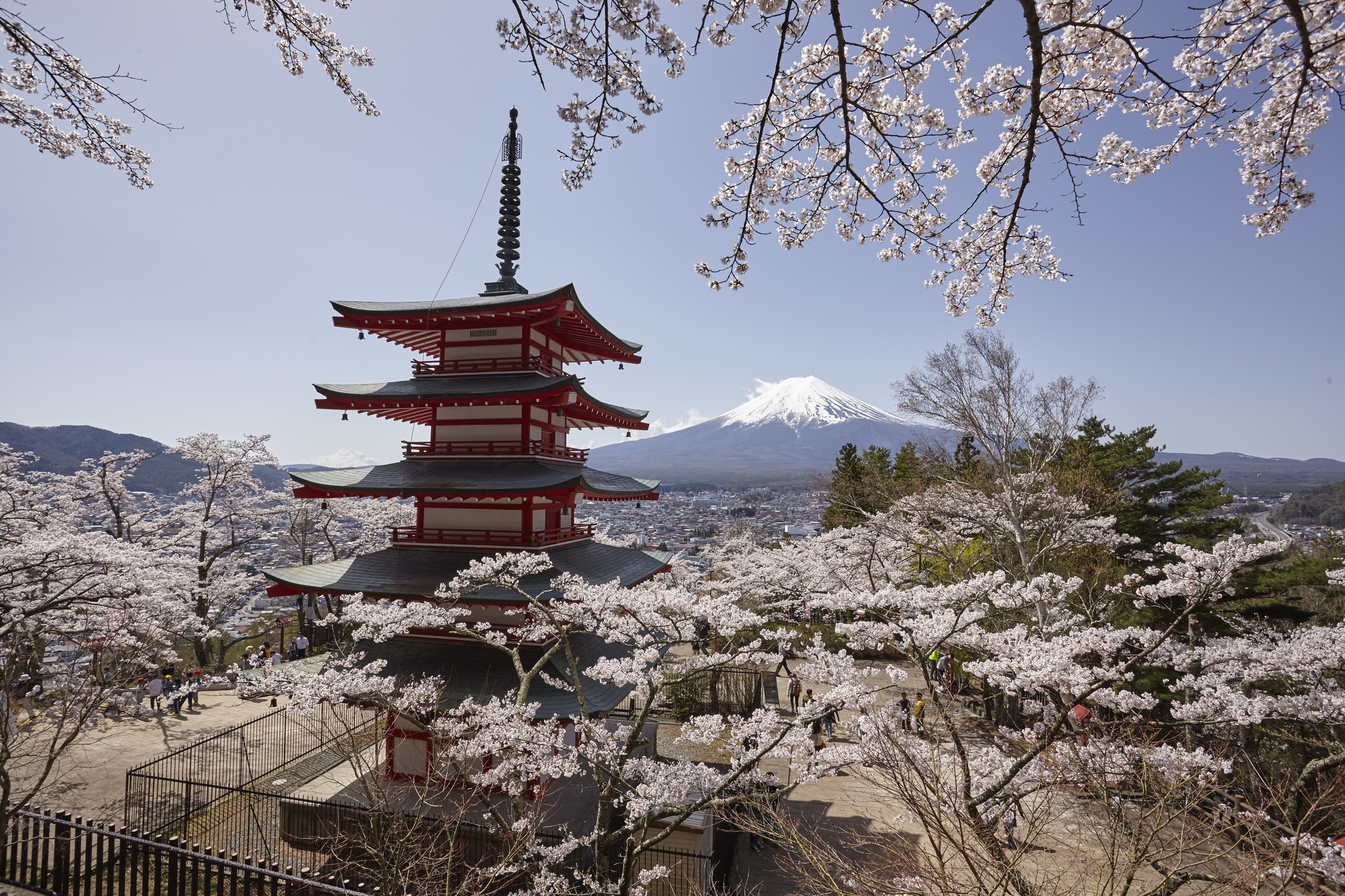 Cherry blossoms at Chureito Pagoda